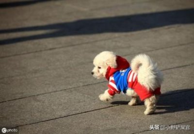 ​拉布拉多幼犬训练卧下拉布拉多幼犬怎么训练