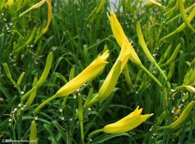 ​金针菜是什么（中药材