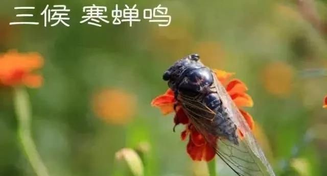 立秋时间，2025立秋时间几点几分？图6