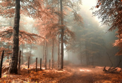 ​关于元旦的心情说说句子2024