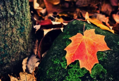 ​微信唯美句子说说心情（精选推荐）