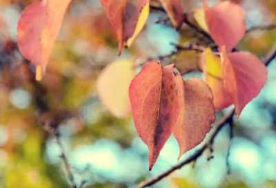 ​关于一天一句心情早安语唯美