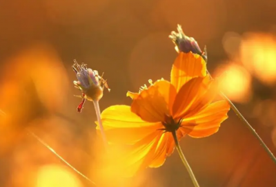 ​关于三月最后一天心情句子 告别三月的说说句子