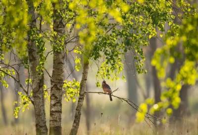 ​雨天的心情经典句子唯美摘抄大全（精选推荐）