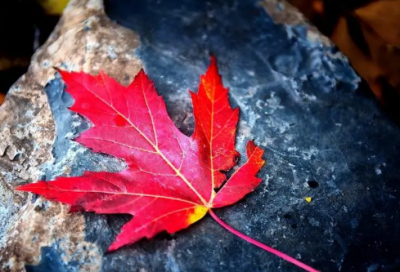 ​2024八月你好心情唯美句子最新摘抄大全（精选推荐）