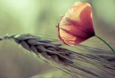 ​晒朋友圈好婆婆和妈妈的句子