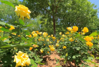 ​发朋友圈简单快乐的心态句子