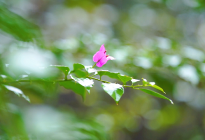 ​朋友圈说说减肥短语(精选66句)