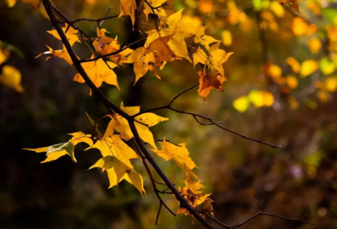 1710696423956562.png image.png