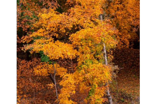 1710698605929569.png image.png