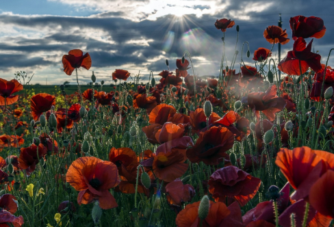 1710699277943834.png image.png