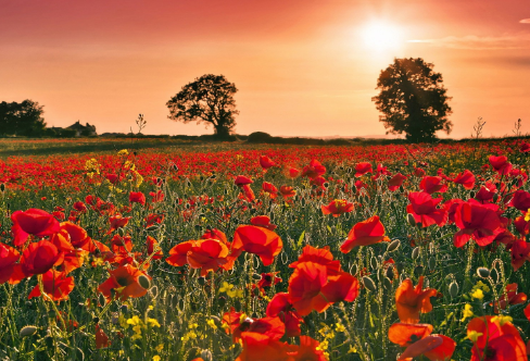 1710700620523353.png image.png