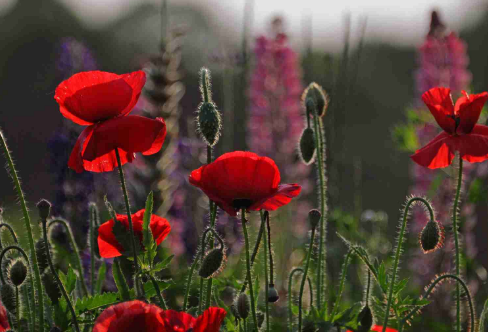 1710708004647621.png image.png