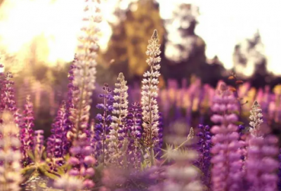 ​贾平凹经典语录