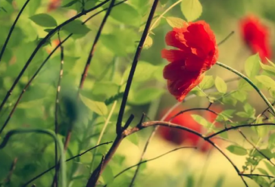 ​2024扎心伤感语录