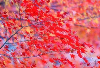 ​龙族经典语录孤独大全