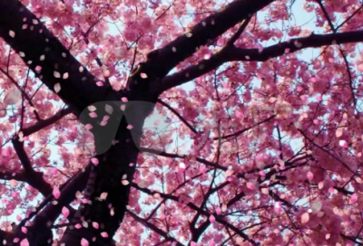 ​每个人都有机会成为“最好的自己”