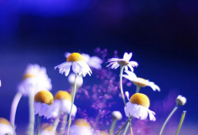 ​带矮会的网名昵称