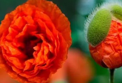 ​带吃的女生网名大全