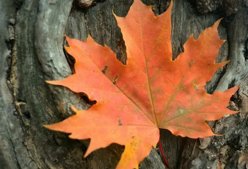 1711029062715055.png image.png