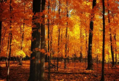 ​悲伤诗词中的经典语录