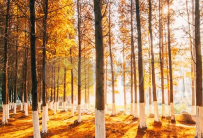 ​qq网名带能量的字女